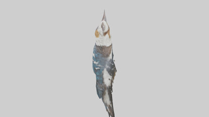 3D model Kookaburra laughing model VR / AR / low-poly