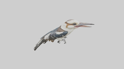 3D model Kookaburra laughing model VR / AR / low-poly