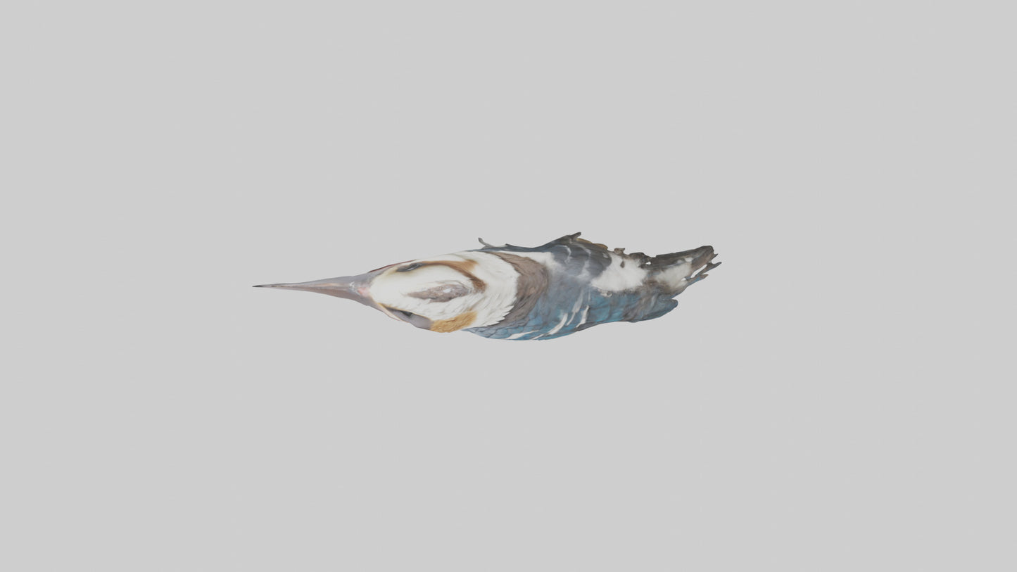 3D model Kookaburra laughing model VR / AR / low-poly