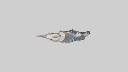 3D model Kookaburra laughing model VR / AR / low-poly