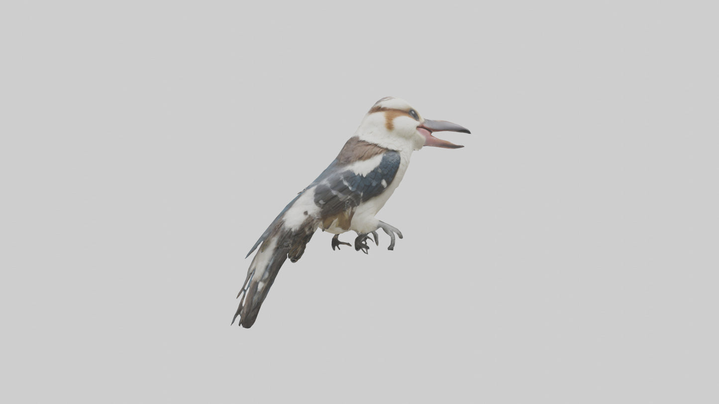 3D model Kookaburra laughing model VR / AR / low-poly