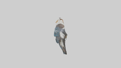 3D model Kookaburra laughing model VR / AR / low-poly