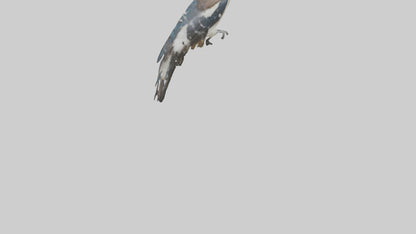 3D model Kookaburra laughing model VR / AR / low-poly