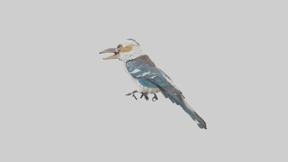 3D model Kookaburra laughing model VR / AR / low-poly