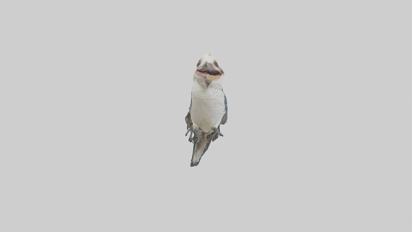 3D model Kookaburra laughing model VR / AR / low-poly