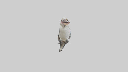 3D model Kookaburra laughing model VR / AR / low-poly