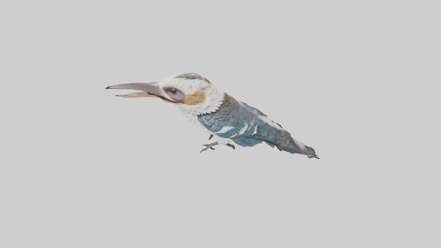 3D model Kookaburra laughing model VR / AR / low-poly