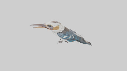 3D model Kookaburra laughing model VR / AR / low-poly