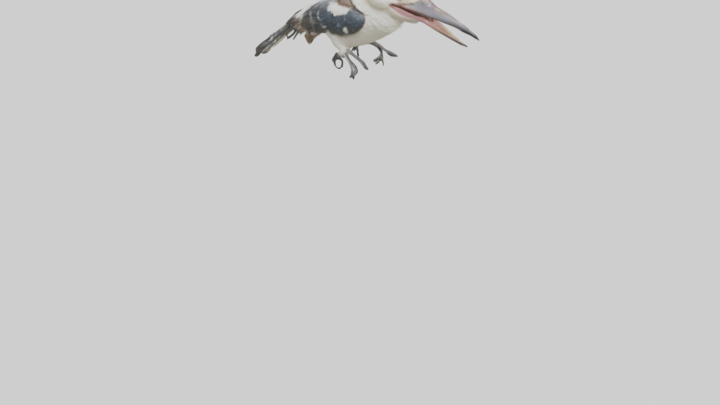 3D model Kookaburra laughing model VR / AR / low-poly