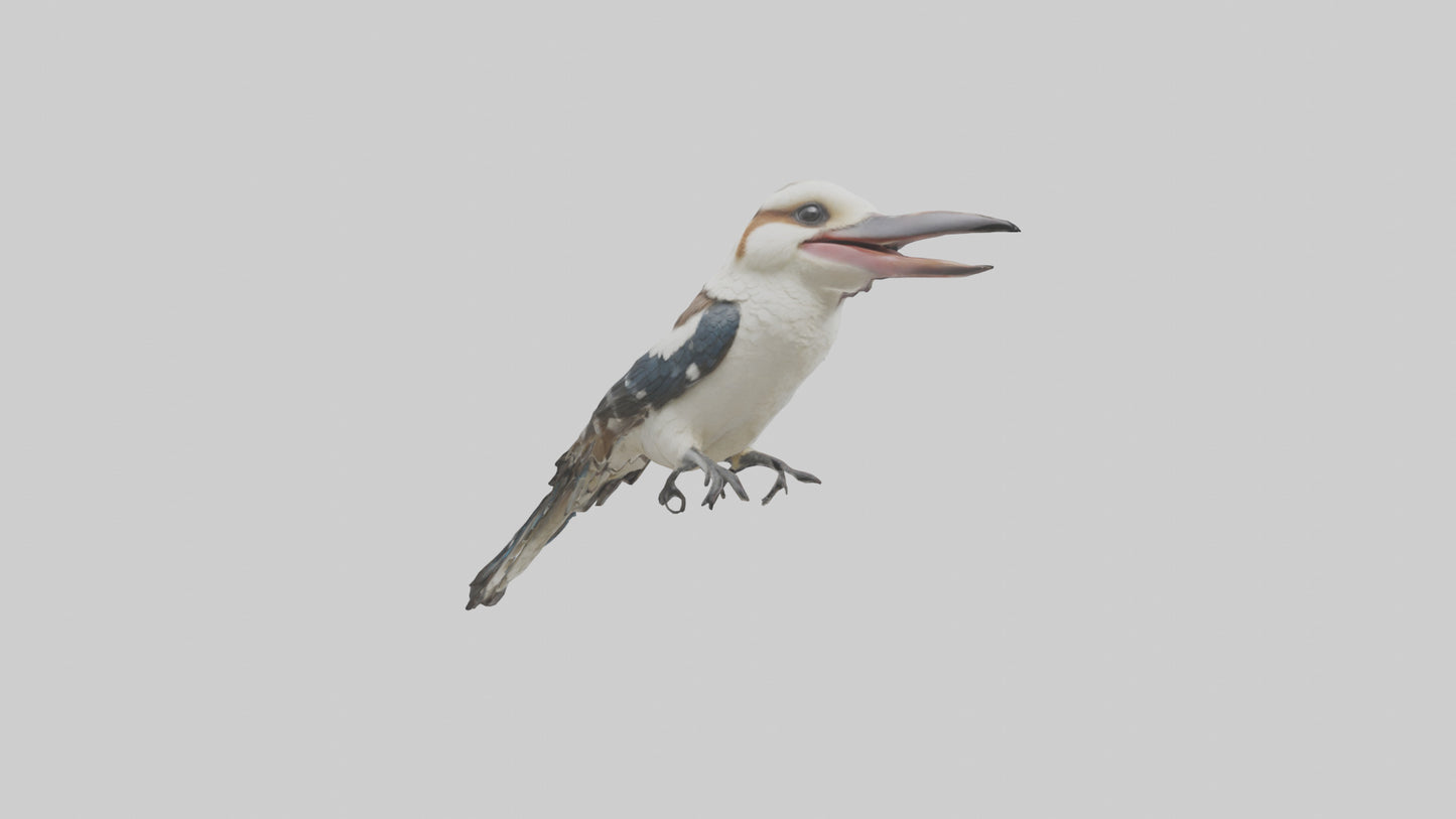 3D model Kookaburra laughing model VR / AR / low-poly