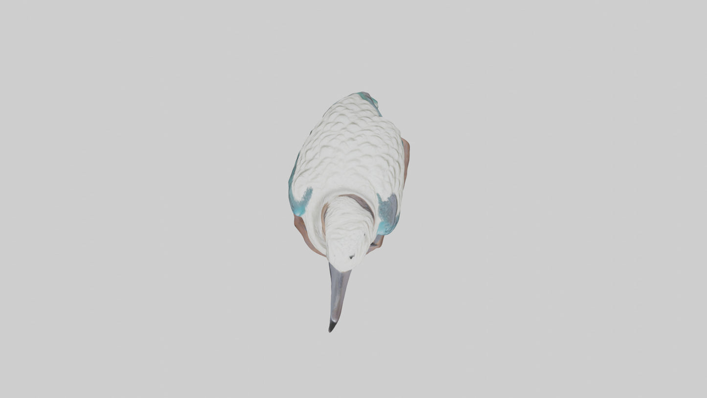 3D model Kookaburra statue model VR / AR / low-poly