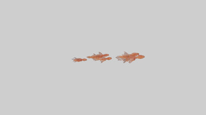 3D model Krill swarming model VR / AR / low-poly