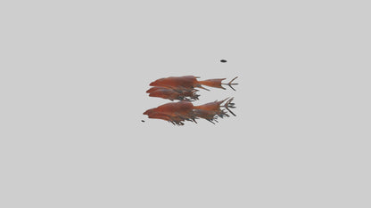 3D model Krill swimming in swarm model VR / AR / low-poly