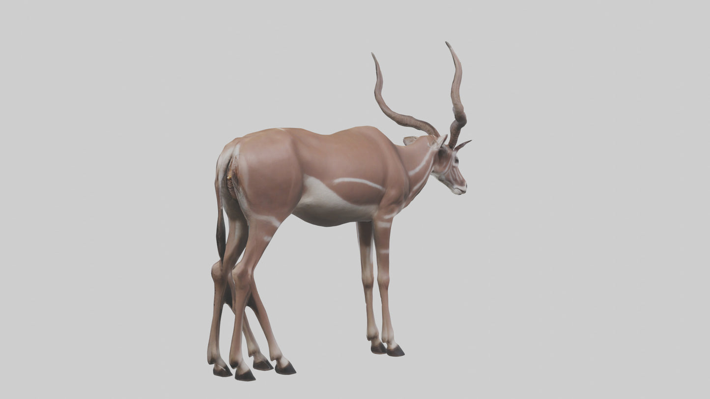 3D model Kudu grazing model VR / AR / low-poly