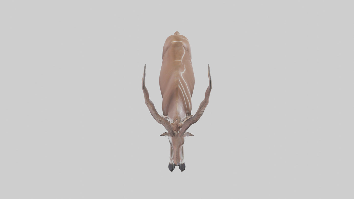 3D model Kudu grazing model VR / AR / low-poly
