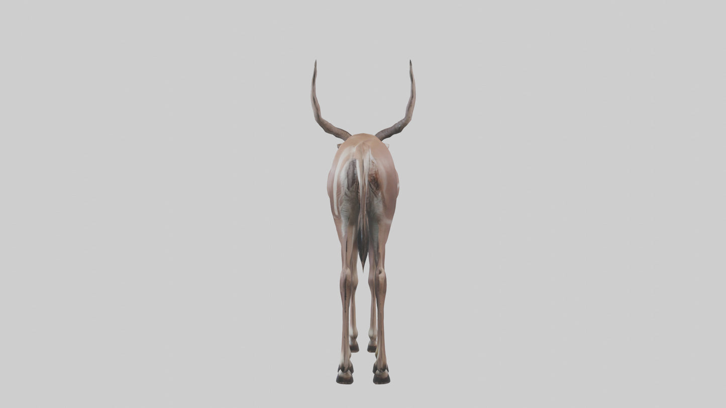 3D model Kudu grazing model VR / AR / low-poly