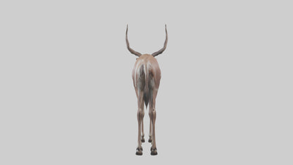 3D model Kudu grazing model VR / AR / low-poly