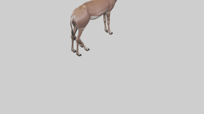 3D model Kudu grazing model VR / AR / low-poly