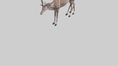 3D model Kudu grazing model VR / AR / low-poly