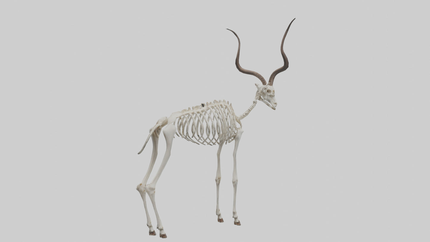Kudu Skeleton Model VR / AR / low-poly