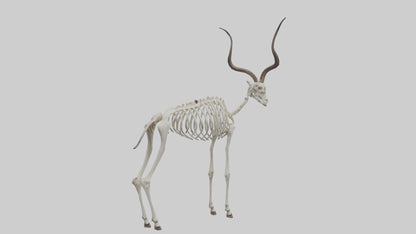 Kudu Skeleton Model VR / AR / low-poly
