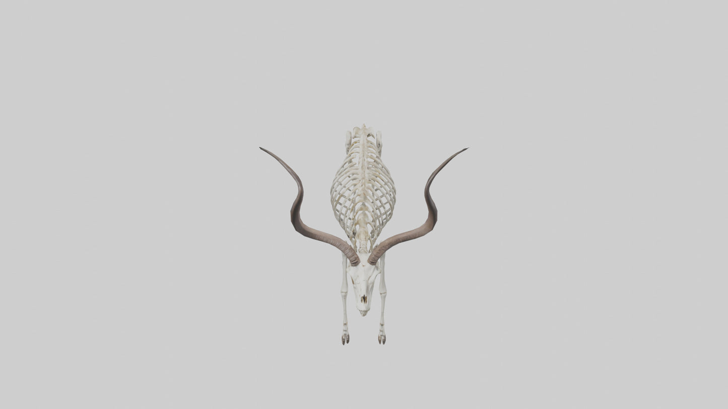Kudu Skeleton Model VR / AR / low-poly