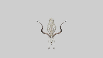 Kudu Skeleton Model VR / AR / low-poly
