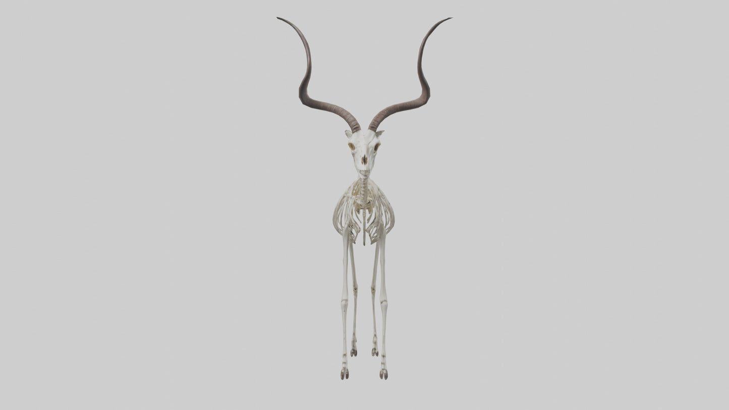 Kudu Skeleton Model VR / AR / low-poly