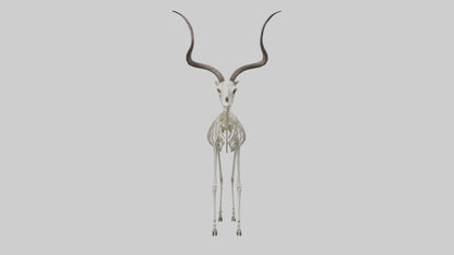 Kudu Skeleton Model VR / AR / low-poly