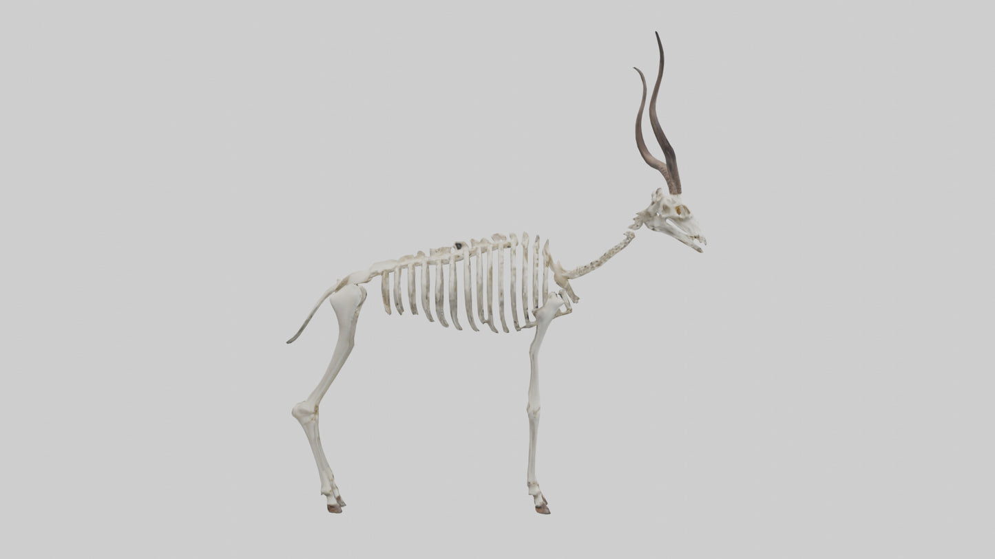 Kudu Skeleton Model VR / AR / low-poly