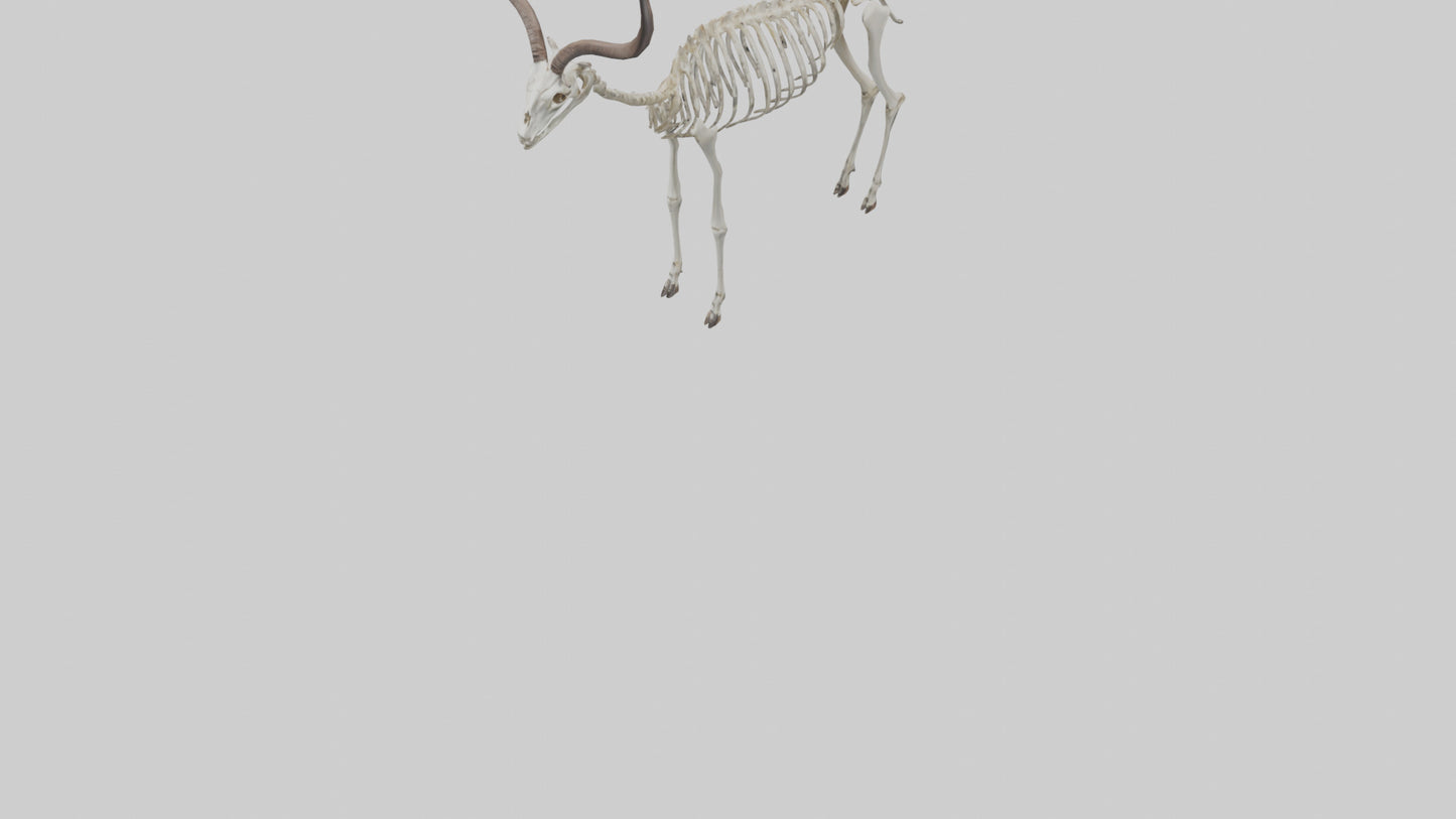 Kudu Skeleton Model VR / AR / low-poly