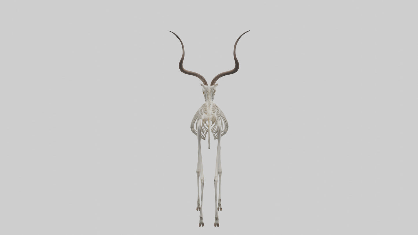 Kudu Skeleton Model VR / AR / low-poly