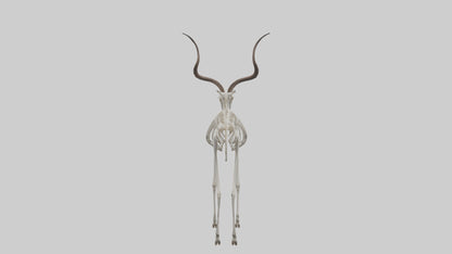 Kudu Skeleton Model VR / AR / low-poly
