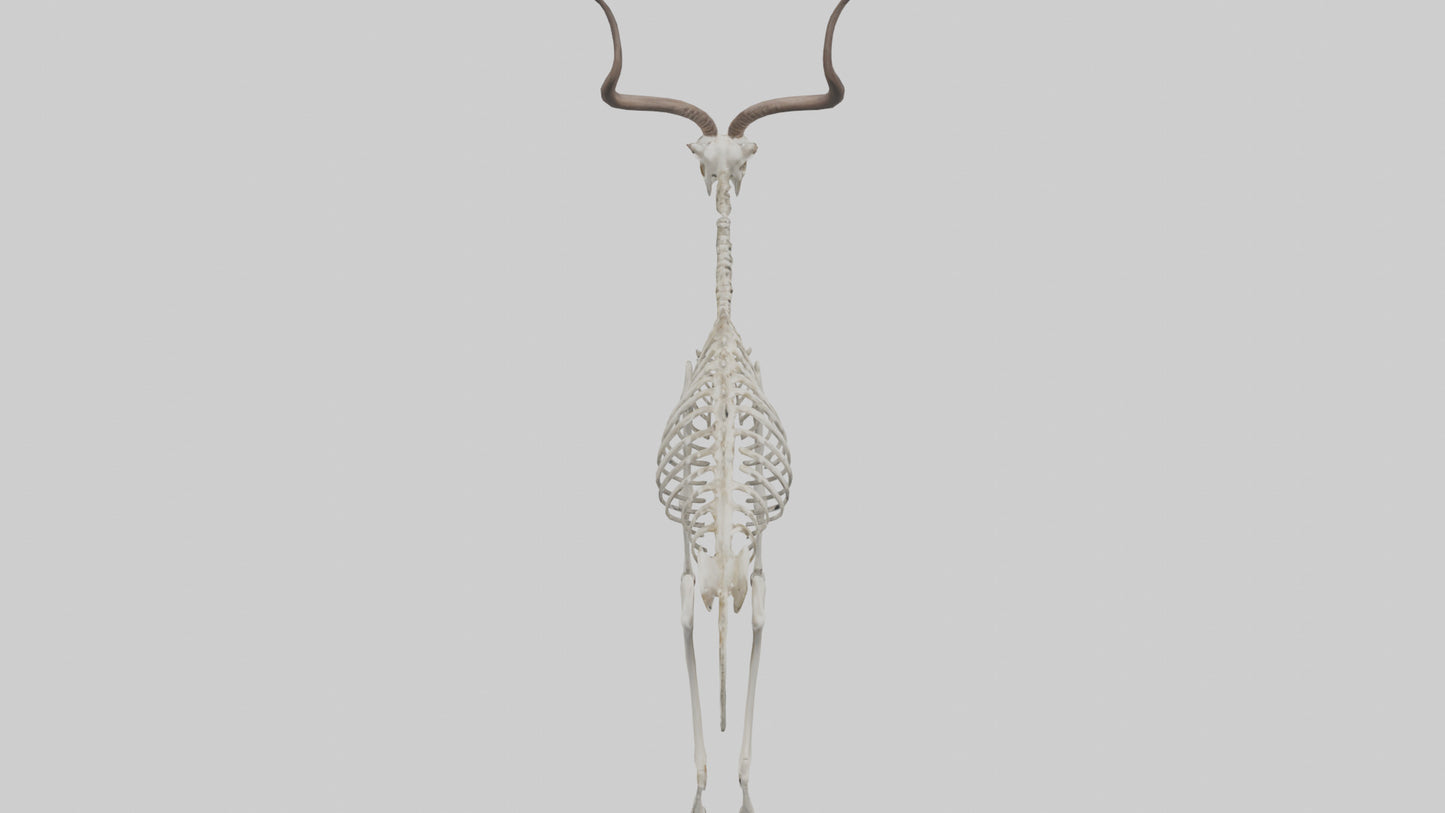 Kudu Skeleton Model VR / AR / low-poly