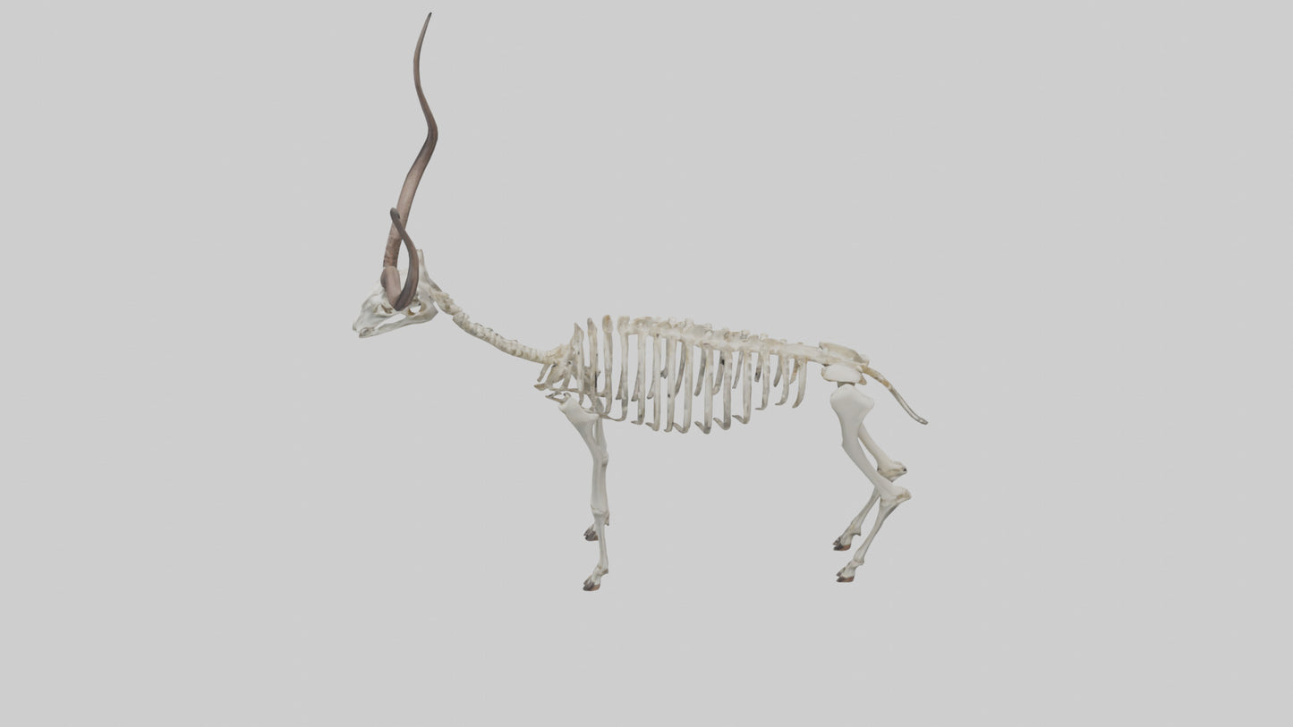 Kudu Skeleton Model VR / AR / low-poly
