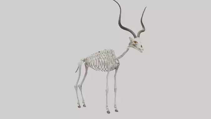 Kudu Skeleton Model VR / AR / low-poly