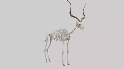 Kudu Skeleton Model VR / AR / low-poly