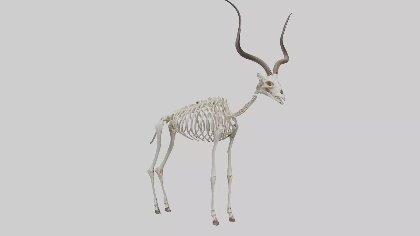 Kudu Skeleton Model VR / AR / low-poly