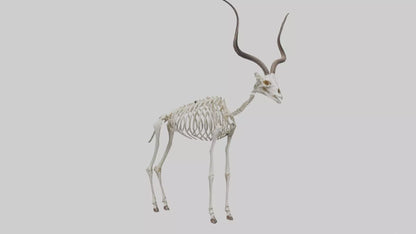 Kudu Skeleton Model VR / AR / low-poly
