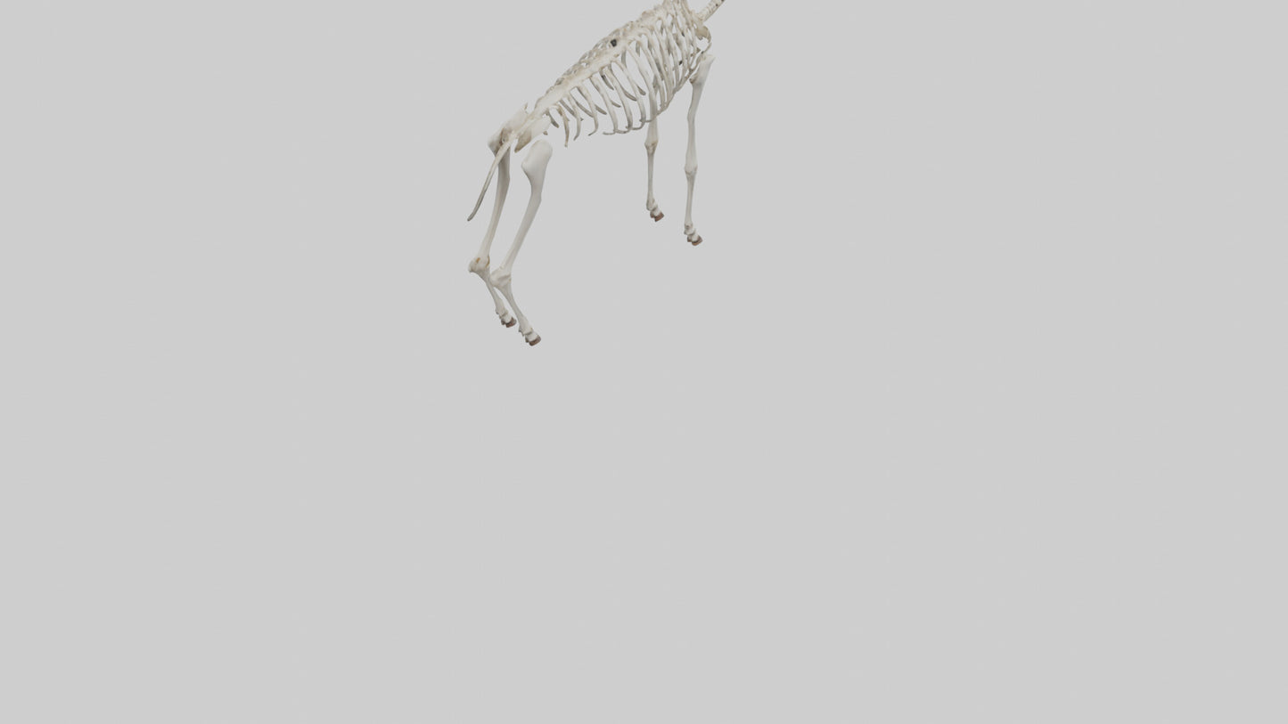Kudu Skeleton Model VR / AR / low-poly