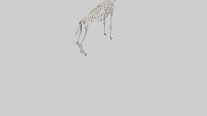 Kudu Skeleton Model VR / AR / low-poly