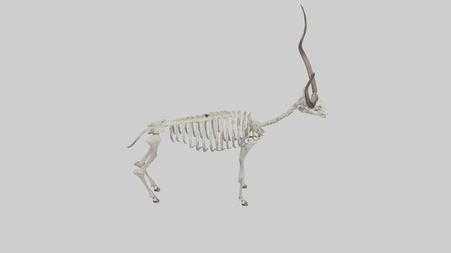 Kudu Skeleton Model VR / AR / low-poly