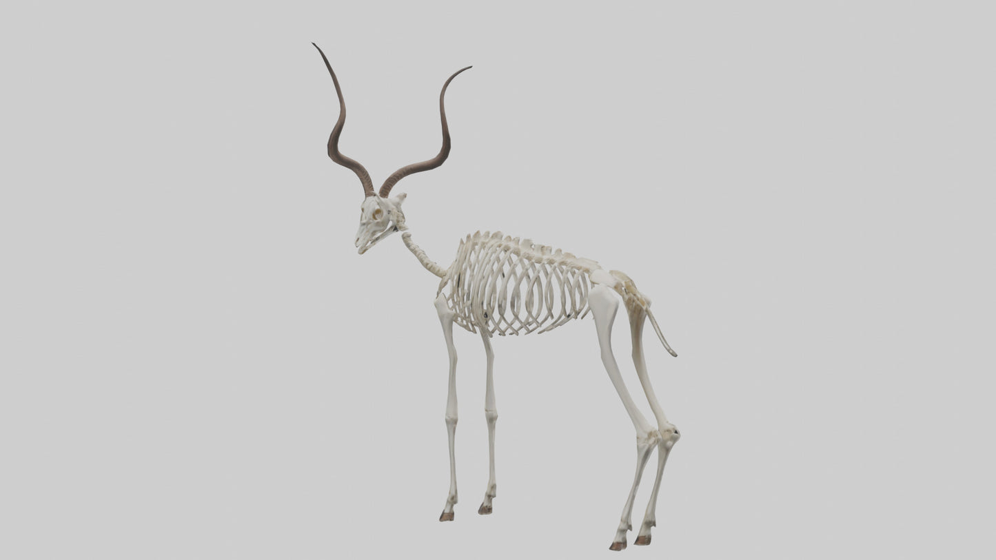 Kudu Skeleton Model VR / AR / low-poly