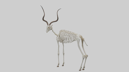 Kudu Skeleton Model VR / AR / low-poly