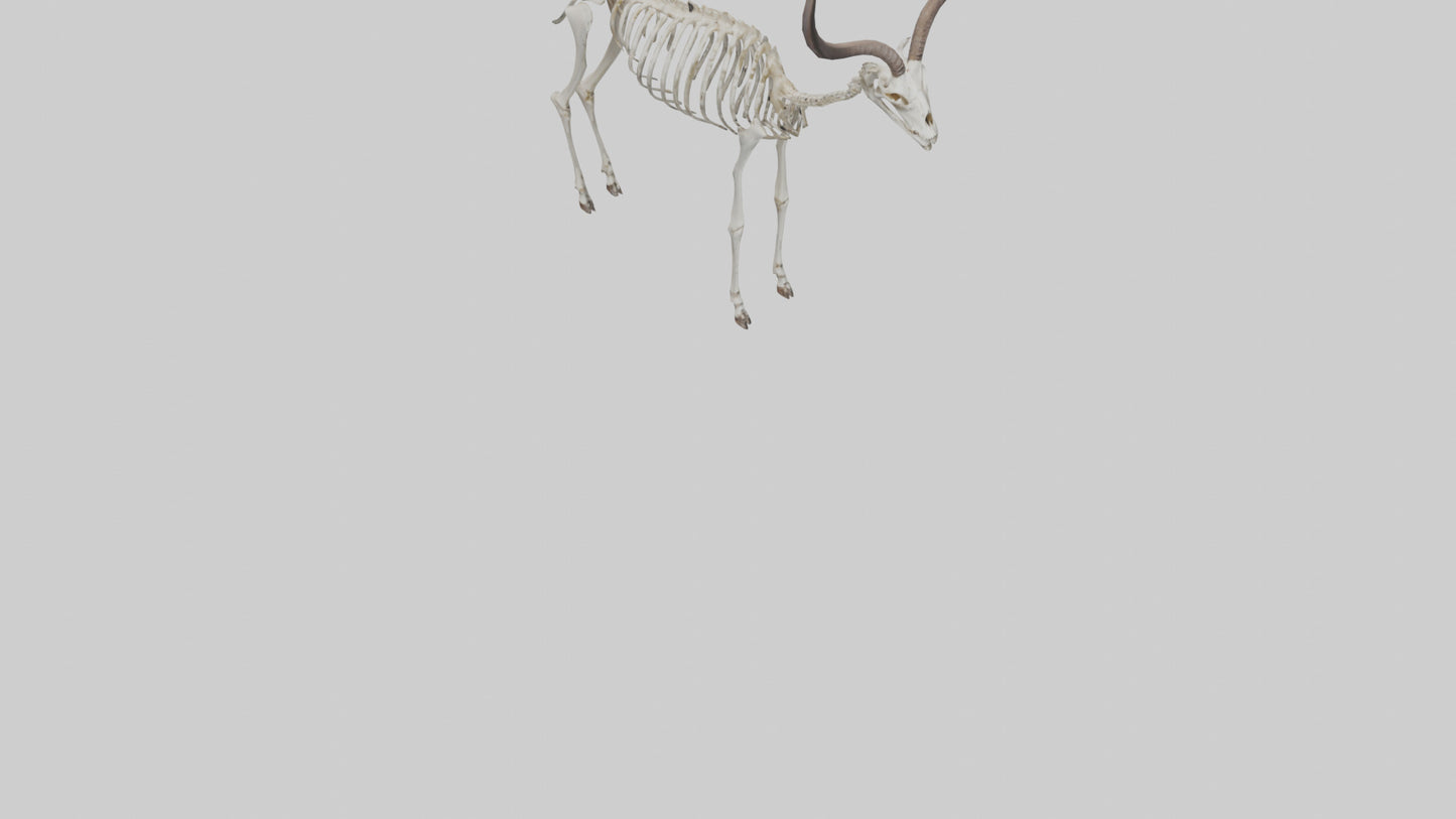Kudu Skeleton Model VR / AR / low-poly