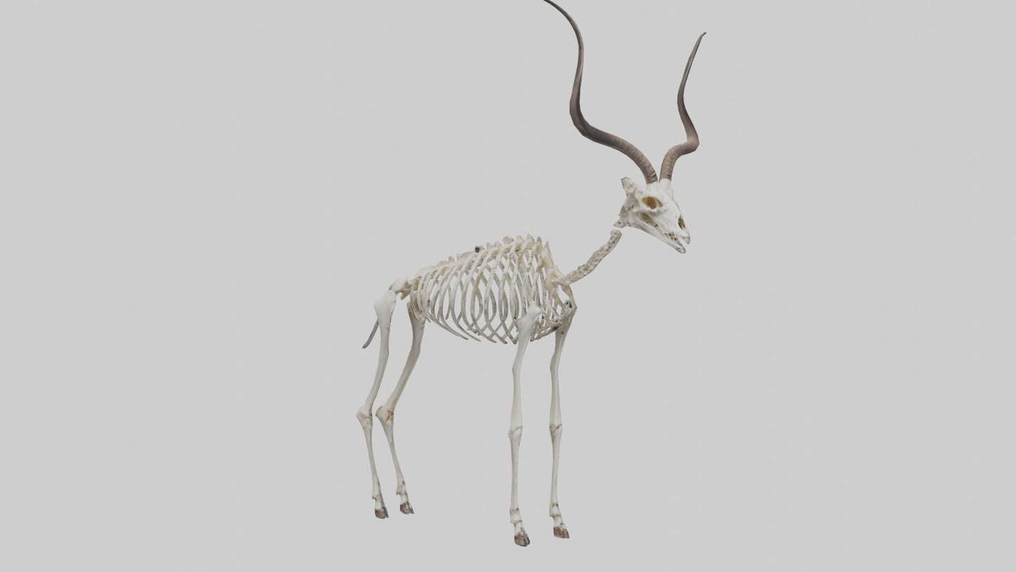 Kudu Skeleton Model VR / AR / low-poly