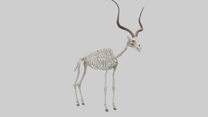 Kudu Skeleton Model VR / AR / low-poly