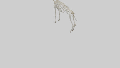 Kudu Skeleton Model VR / AR / low-poly