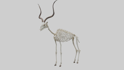 Kudu Skeleton Model VR / AR / low-poly