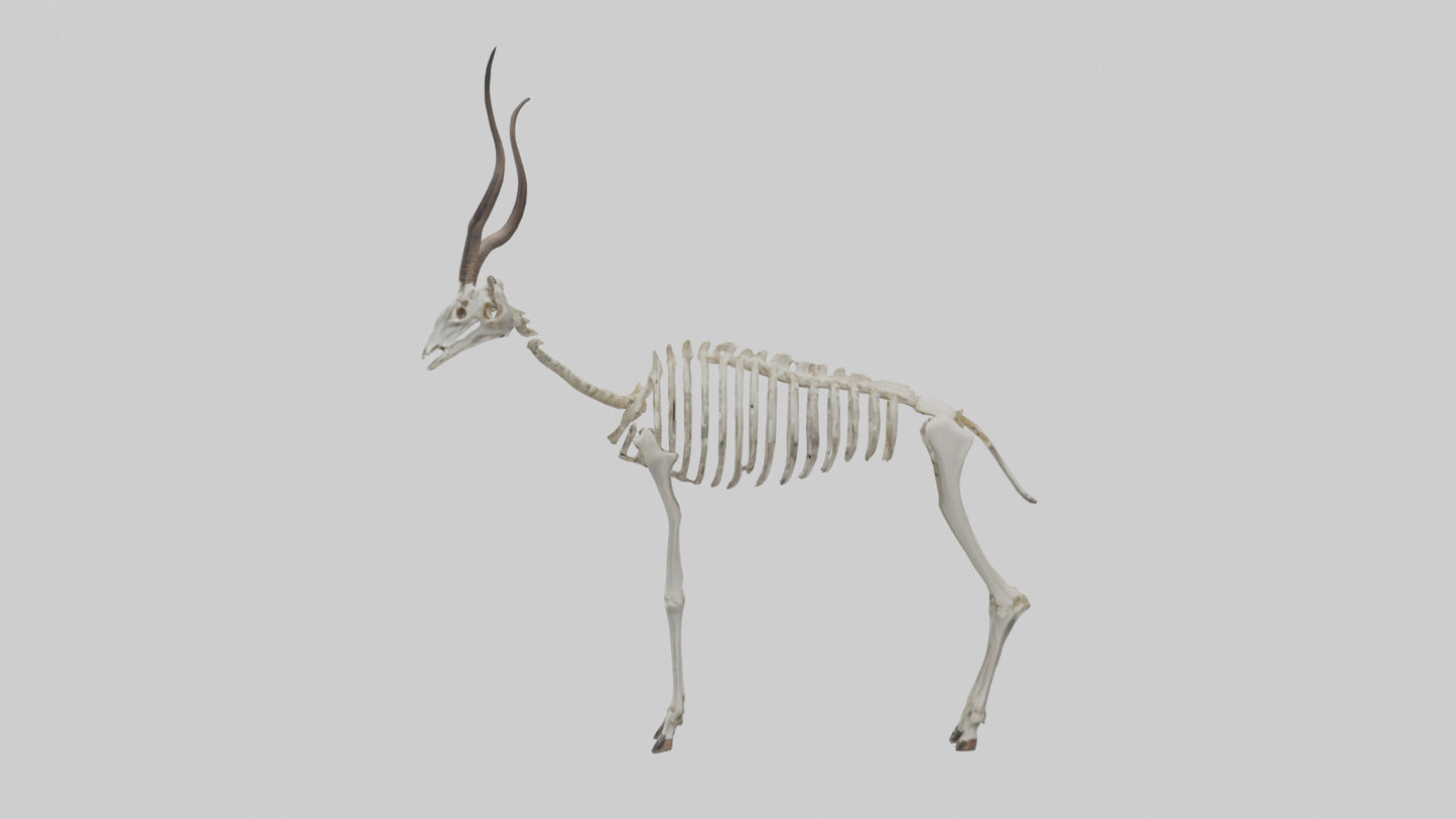Kudu Skeleton Model VR / AR / low-poly